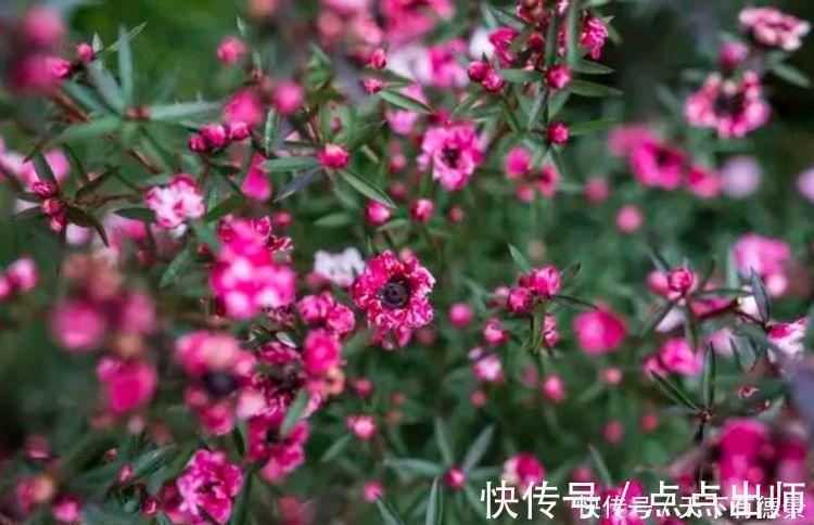 牡丹|4种花好养又漂亮，花朵大花期长，比牡丹美，比绿萝好养！