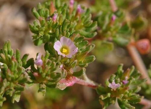 去野外挖植物当盆栽养？4种植物濒危，挖一株少一株