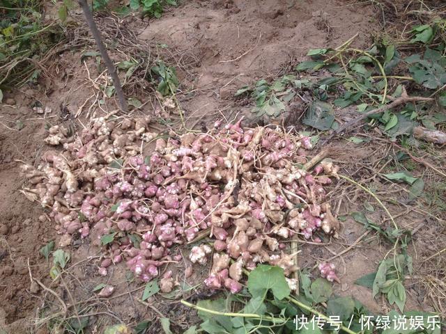 农村把这个东西叫做洋姜，吃着甜甜的，种一次能吃一年，你吃过吗