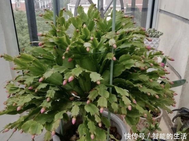 植株|天冷后养蟹爪兰，“2个雷区”别去碰，再冷也开花，花朵艳丽、美！