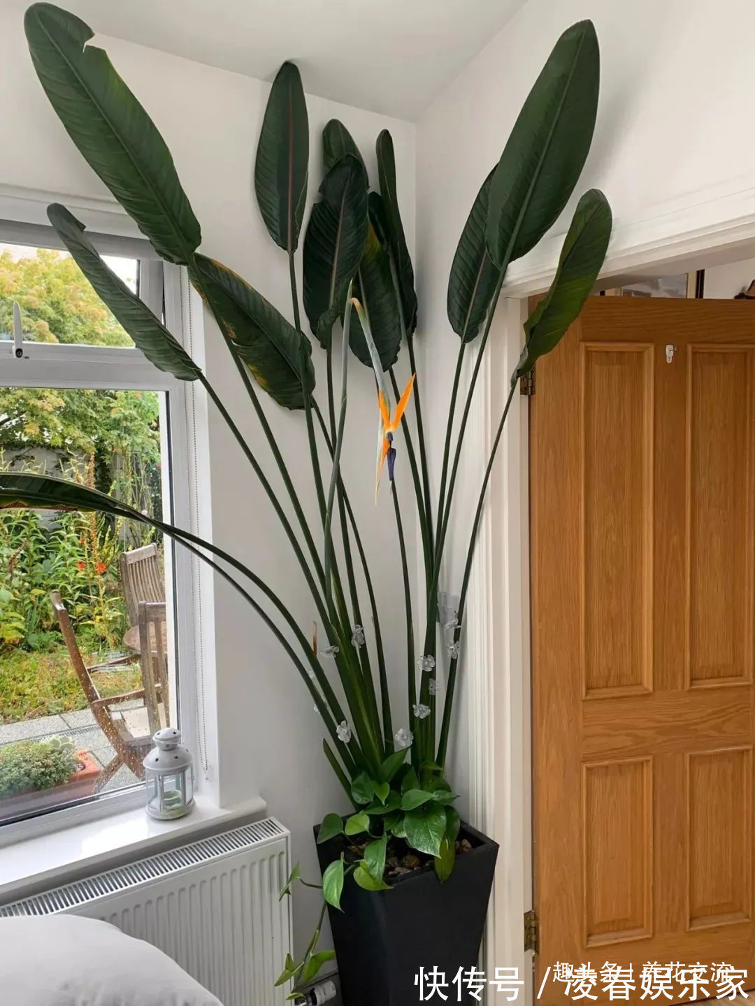 一年四季可以养在室内的开花植物和观叶植物,附新手养护教程