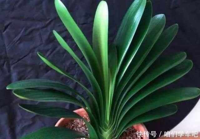 这些食物,每个月给君子兰“喂”一点,叶片绿,根系壮!