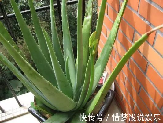 甲醛|回家就该放这四种植物,有钱人一看就懂,财运不久就滚滚来