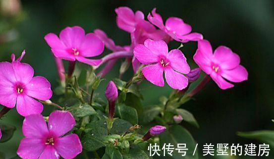 小花园|农历7月10日开始,养花养个耐看的,花叶俱美,轻松打造小花园