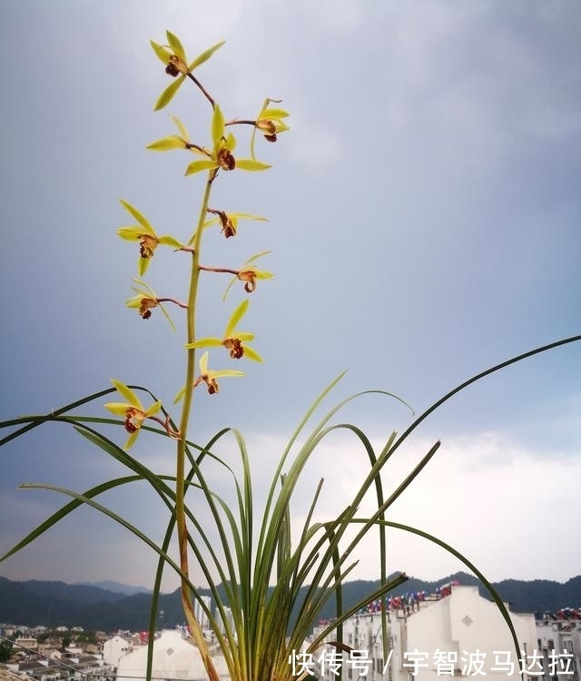 兰花分株的正确方法有哪些?新手兰友速成技巧,简单又实用