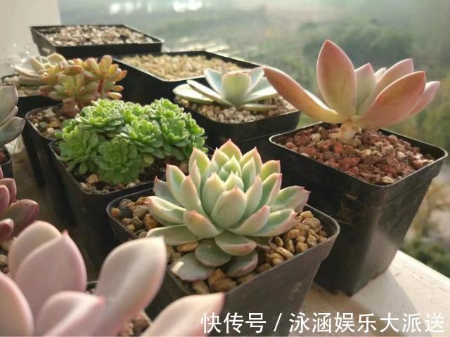 多肉|它不死已经给你面子了，多肉不换土，你是想在水泥地养多肉