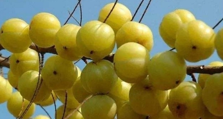 懒得|它被称为“圣果”,亩产上千斤,北方60元一斤,南方人都懒得捡