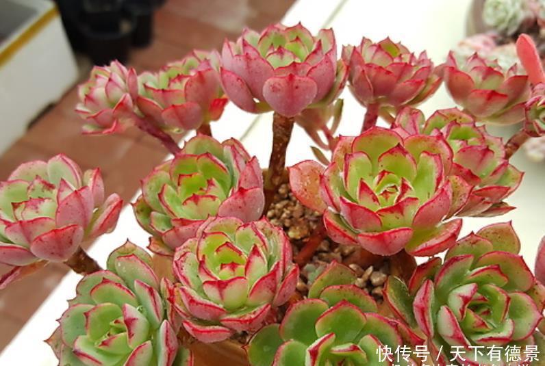 多肉红化妆|多肉红化妆和薄化妆根本不是同一种多肉,它们只是名称相似而已