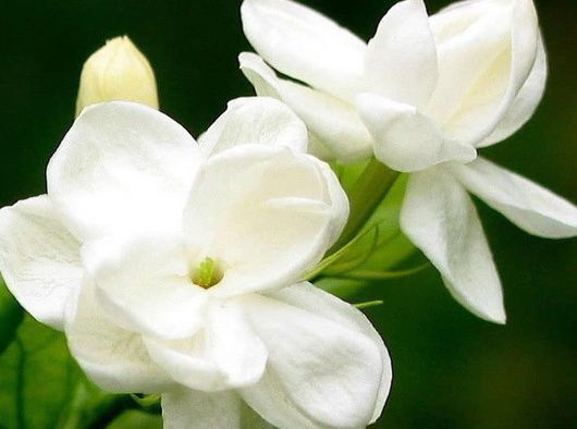 这些花朵，越养越好看，太阳大才长得好，开花美艳量还多