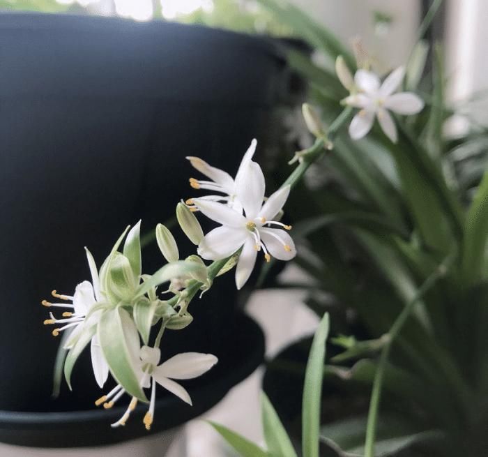 电脑旁养盆小绿植，明目护眼还能净化空气，跟着养护专家学起来吧