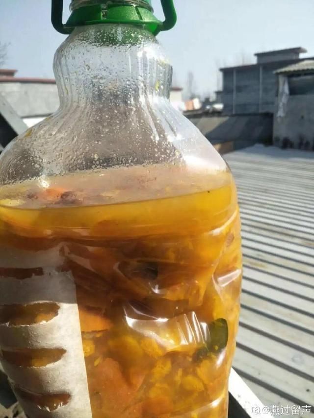 9种花真是老酒鬼,5天一小杯,叶子绿得像打蜡