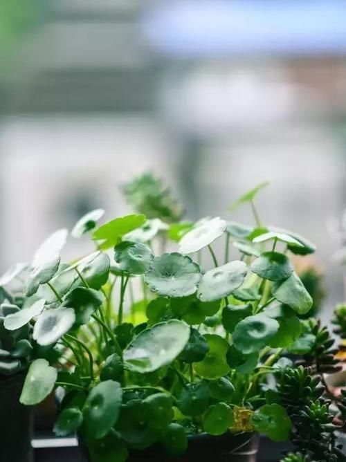  就要|书房就要养上5种花，实用风雅不落俗