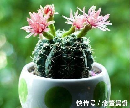 养花就养此4种,扦插就能活,周年开花,室内也能养