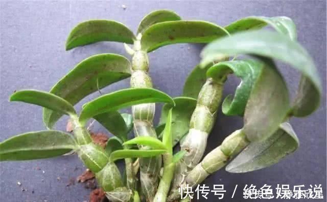 克星|它被称为糖尿病“克星”，每天吃一点，血糖平稳，身体更健康