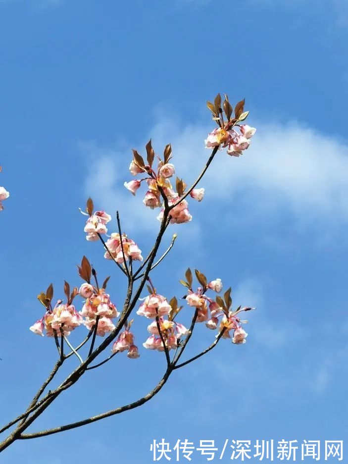 教堂|错过等一年！梧桐山最美花海盛开，漫山遍野一片粉