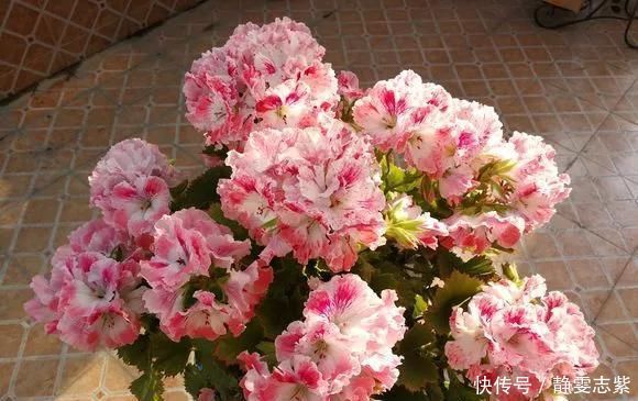 种花|不要再养绿萝吊兰了,快来试试时下最流行的3种花,漂亮又好看