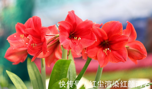 此花花香沁人心脾，花色鲜如血妩媚艳丽，寓意着爱的忠贞和浪漫