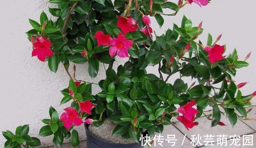 飘香藤爱爬墙、爱开花,家庭盆栽好养漂亮、花期长,人人爱