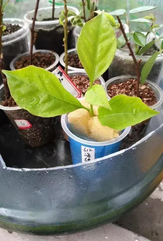 素沙|三角梅扦插老黑腐,1把沙子1根枝,10天能生根,成活率超高!