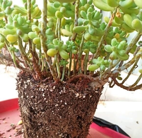 根系|多肉买回家，种到盆里别着急浇水，1周后再浇水，发根更快