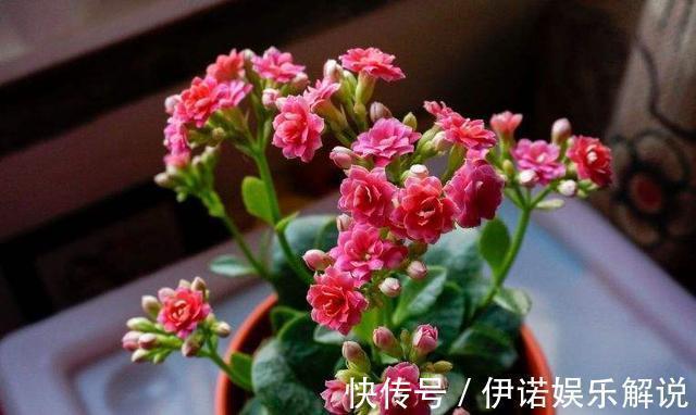 温度|长寿花不长花苞,只控光用处不大,学会三控,花苞越来越多