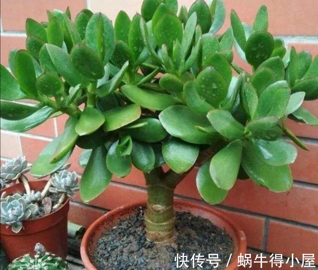 种树|家里养“2种树”,剪的越狠,长得越快,成老桩盆景