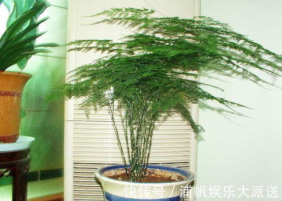 维生素c|家庭养文竹,用对这3样东西,根叶越长越旺盛繁茂