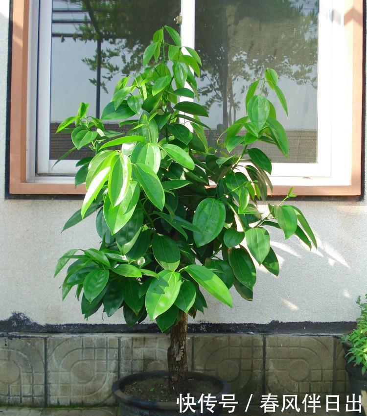 聪明人客厅养花,首选“6种”盆栽,好养好看,家人身体越来越好