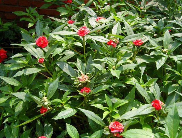 喜阳光充足的“4种花”，多晒太阳，株型饱满、花大色艳开爆盆