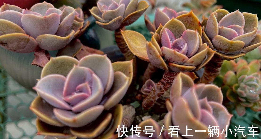 分享一些品种的养护技巧，赶紧收藏，刷过了就找不到啦