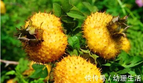 风湿性关节炎|农村遍地都是宝,3种食物,田边疯长,养肝护肝,降肝火,还好吃