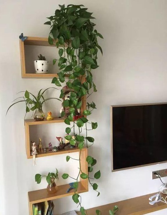 婆婆在家用绳子养绿萝，全家人都笑话，结果家里变成绿森林