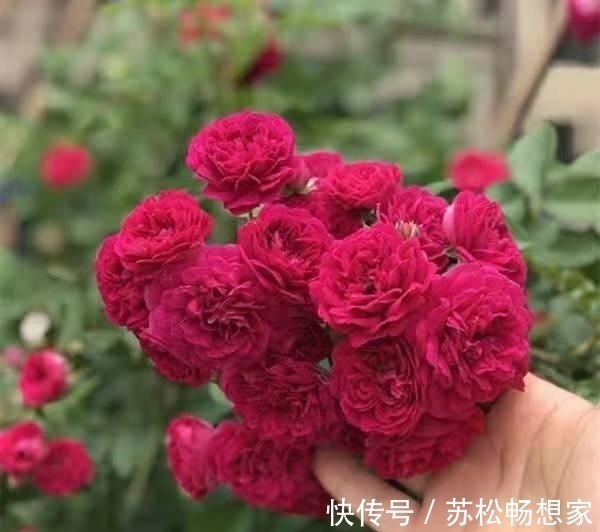 此花|少买2盆绿萝,此花也要养2棵,月月花朵开爆,好看又好闻!