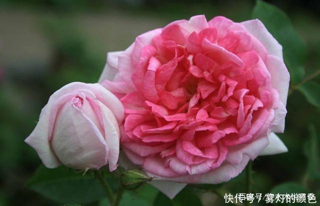 20款古老月季。数百年唯美传承,个个经典又抗病。远胜现代月季