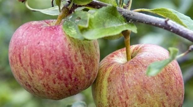 胃病的“天敌”终于找到了,每天吃一点,修复胃黏膜,胃更健康!