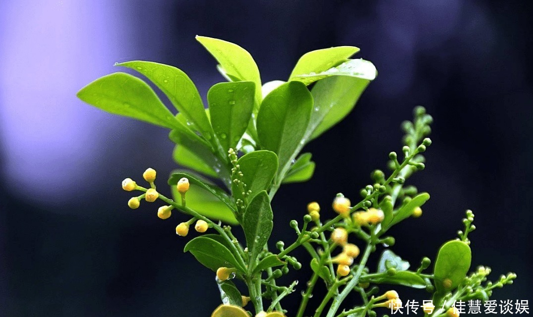  肥料|“天然的香水”米兰花，花开之际香味四溢，培育的时候多注意这些