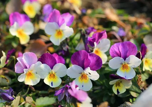 喜欢菊花，不如养盆夫妻花，色泽艳丽，美爆了