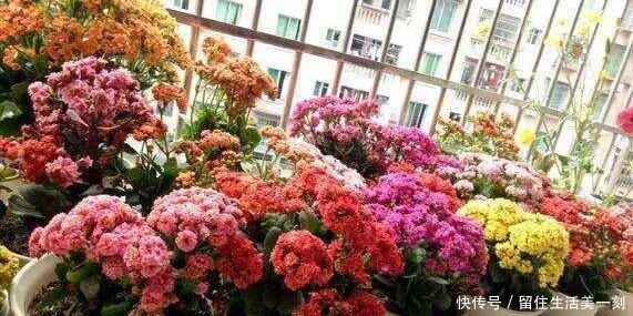 4种花适合在“冬天”扦插，不黑腐好成活，2月就能开满花！