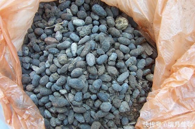 花盆|养花有必要加“底肥”吗老花匠教你这样做，植物根系又粗又壮