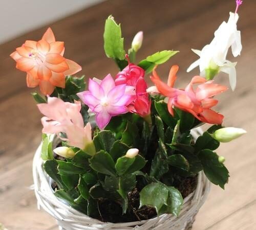 天冷就养此几种花，越冷越爱开花，寓意超好的