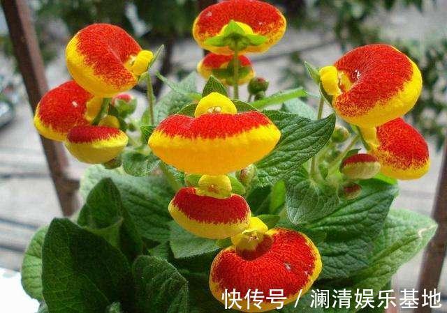 养花|3种花再喜欢，也别轻易买，虽然很漂亮，但能“养活”的人不多