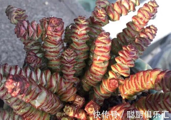 听说养此4种多肉，旺财又旺宅，你有养吗