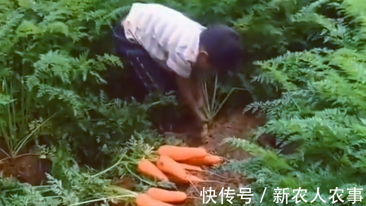 垫脚石|山东一小男孩火了,动作麻利地帮大人干农活,父母却欣慰又心疼