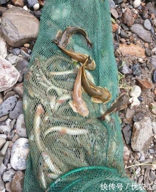 这鱼1000一斤？老家深山里，以前一天能钓百条，土话叫吸盘鱼