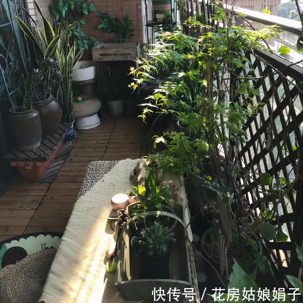 扶芳藤|把阳台打造成自己喜欢的小花房，需要从这些方面去做，就能拥有它