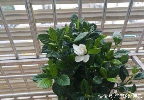 给栀子花喝口“甜水”,叶不黄根不烂,一次能长20个花苞!