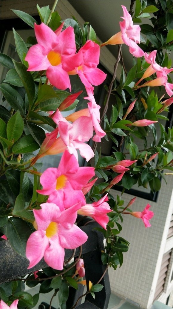 叶片|这花一开就是大半年,枝条沾土就活,种阳台长成花帘子!