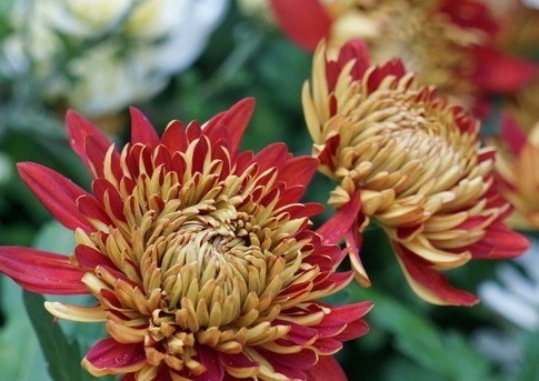 算命|算命的说这三个生肖的女人,比较顾家庭重情义,婚后容易受委屈