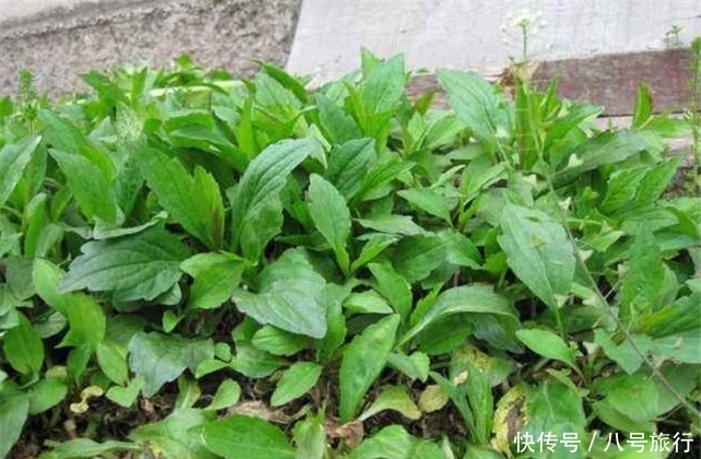 营养价值|农村一种野菜,长得一般,营养价值却比“土鸡”还补,你吃过吗?