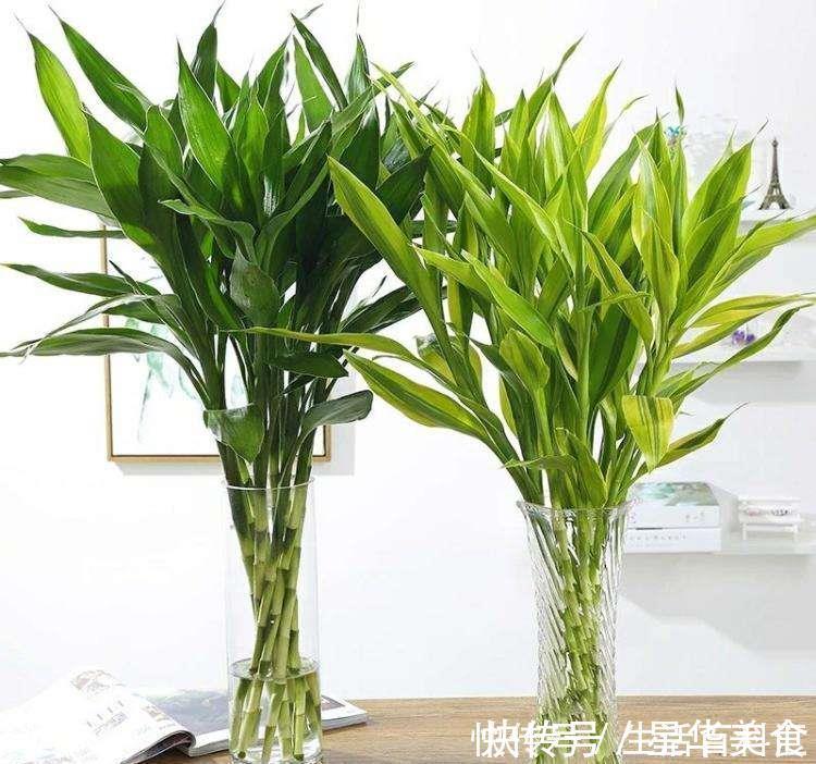 家里养上5种“竹”,吉祥“好运”,清雅大气,添福又添丁